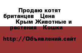 Продаю котят британцев › Цена ­ 6000-5000 - Крым Животные и растения » Кошки   